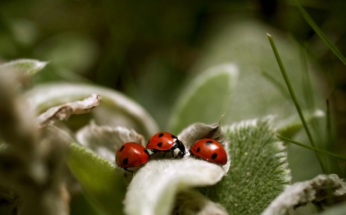 Image red ladybug perched on green leaf in close up photography during daytime