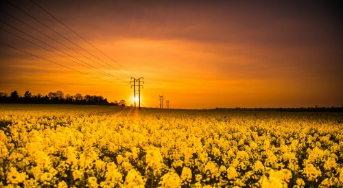 Image yellow flower field during sunset