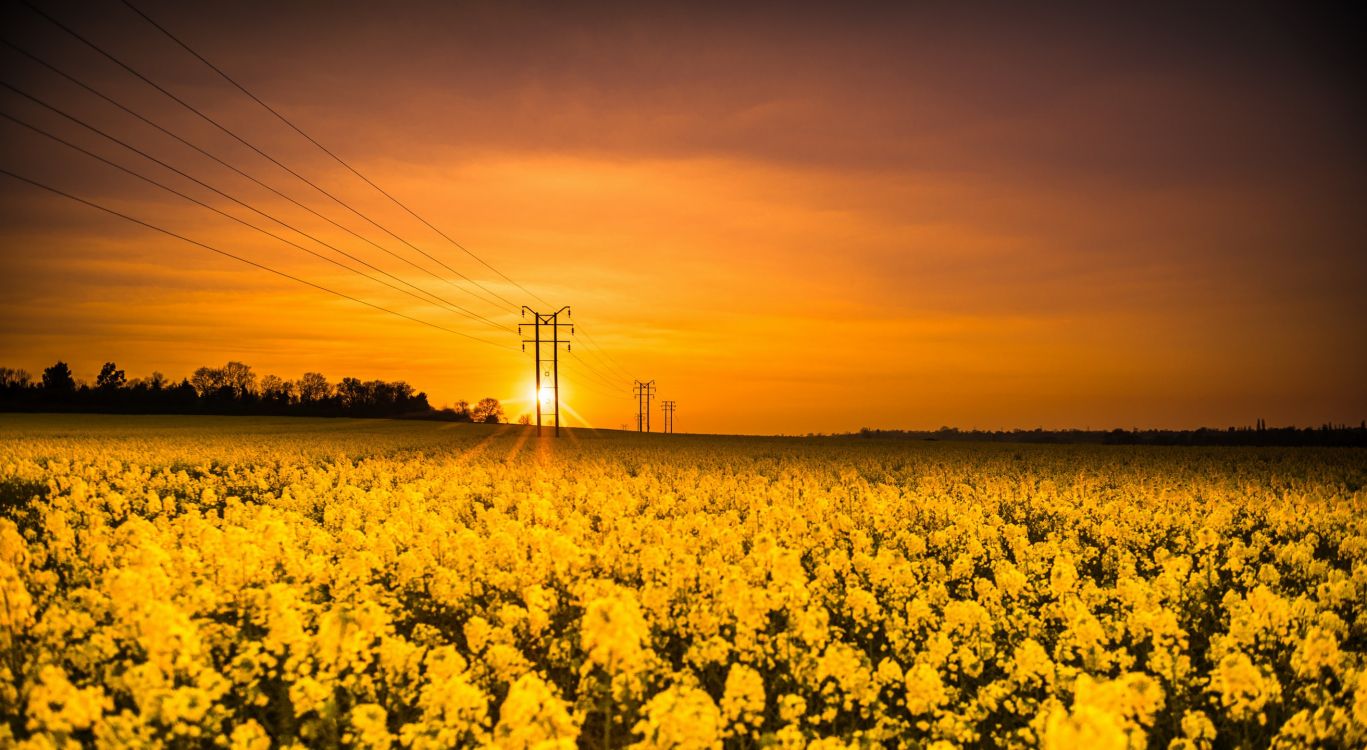 yellow flower field during sunset