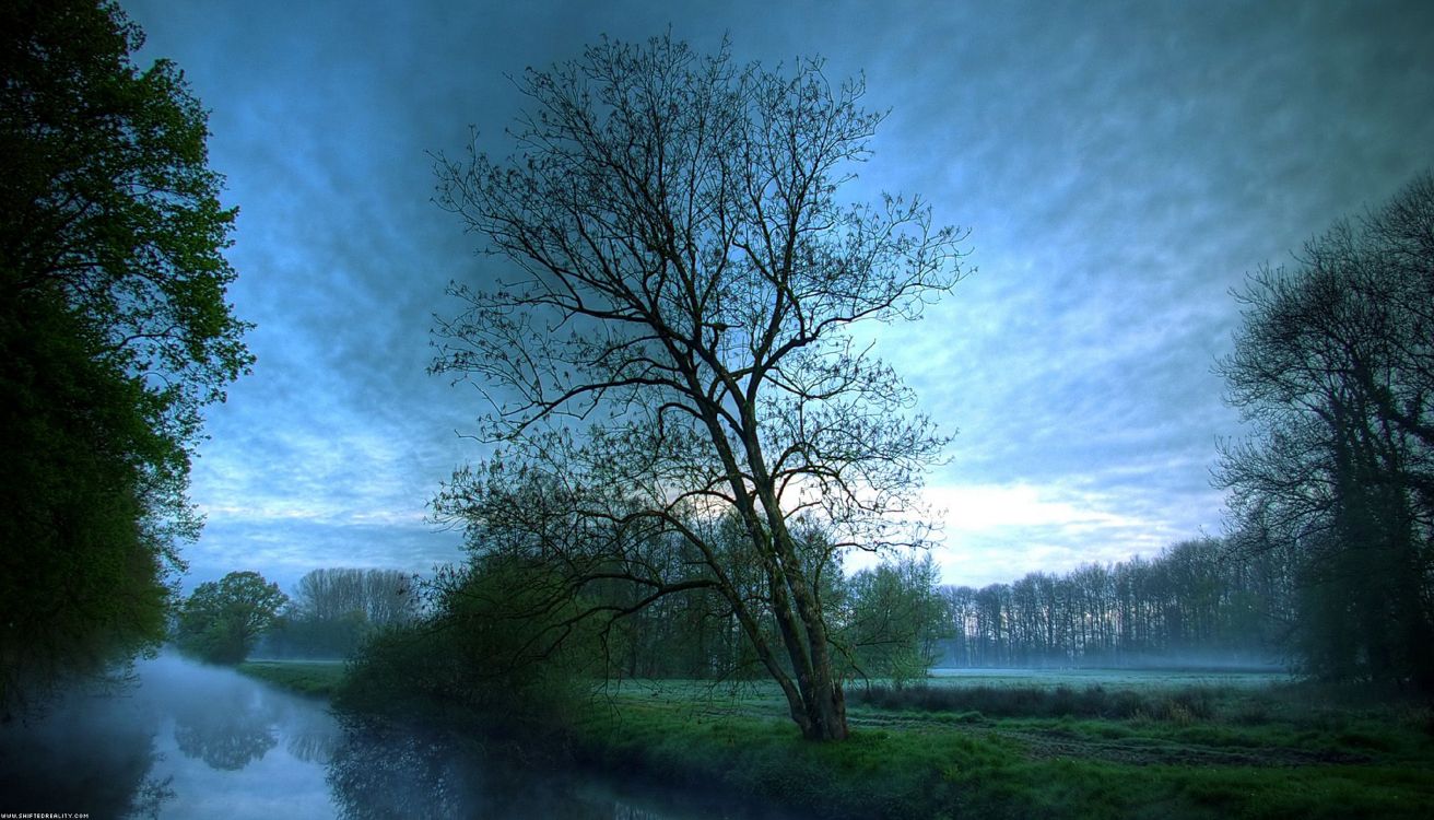 natural landscape, nature, tree, green, morning