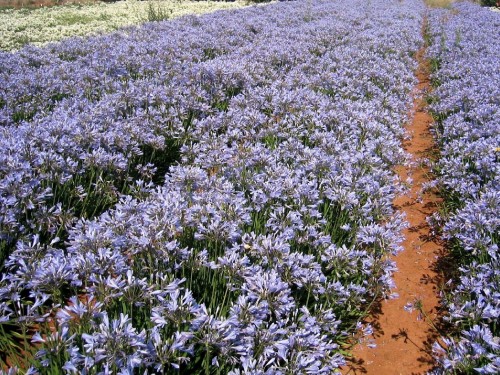 Image purple flower field during daytime