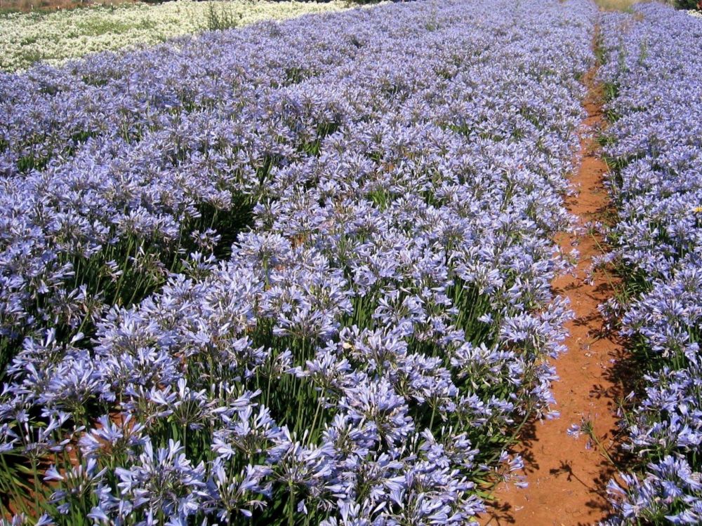 purple flower field during daytime