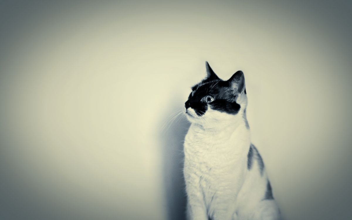 White and Black Cat on White Surface. Wallpaper in 1920x1200 Resolution