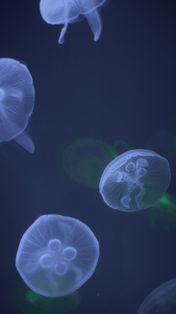 Jellyfish Jelly Fish Aquarium - Free photo on Pixabay - Pixabay