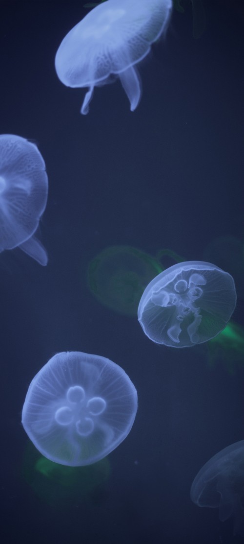 Image jellyfish, cnidaria, blue jellyfish, water, Pelagia noctiluca