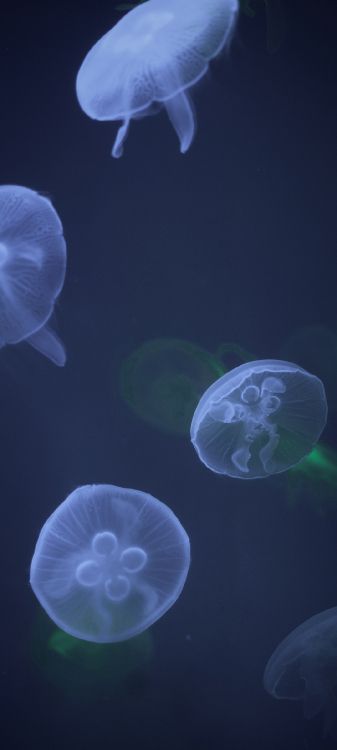 Las Medusas, Cnidaria, Medusa Azul, Agua, Pelagia Noctiluca. Wallpaper in 1080x2400 Resolution