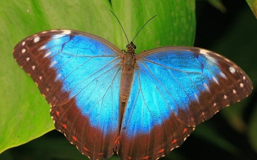 Image brown and blue butterfly on green leaf