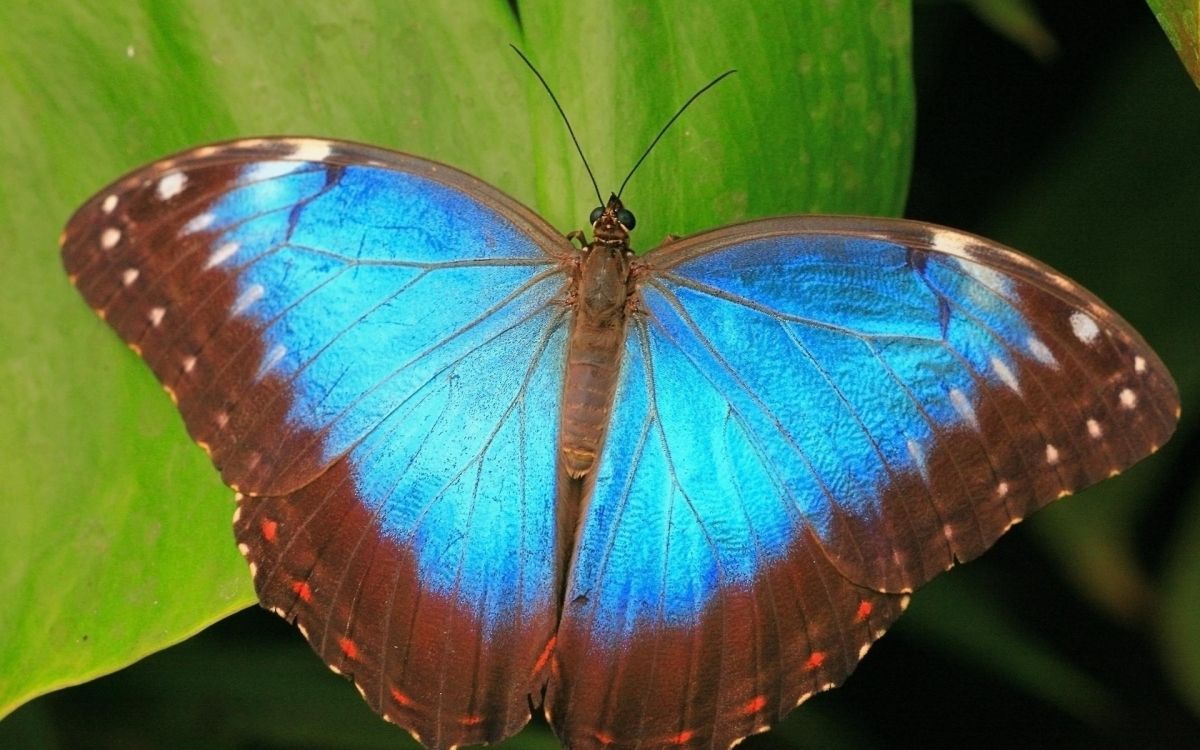 Papillon Brun et Bleu Sur Feuille Verte. Wallpaper in 1920x1200 Resolution
