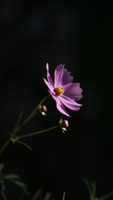 Image purple flower in tilt shift lens