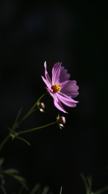 Image purple flower in tilt shift lens