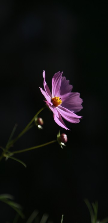 Image purple flower in tilt shift lens
