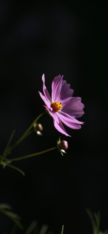 Image purple flower in tilt shift lens