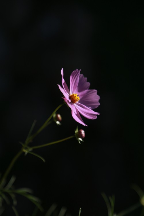 Image purple flower in tilt shift lens