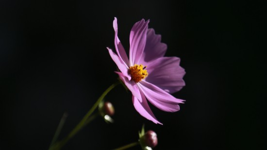 Image purple flower in tilt shift lens