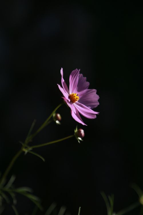 purple flower in tilt shift lens