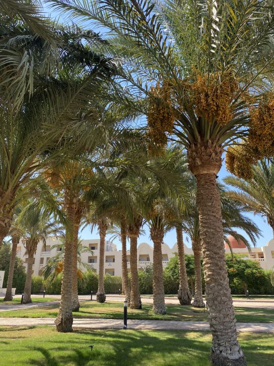 Fecha de la Palma, Palmas de Aceite, Babasú, Planta Leñosa, Jardin. Wallpaper in 1536x2048 Resolution