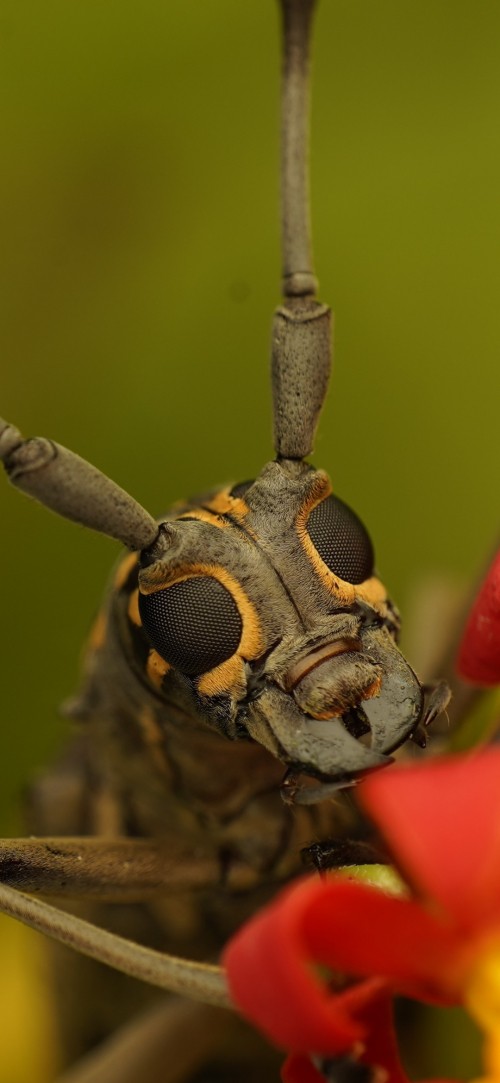 Image close up, black and white, insect, arthropod, plant