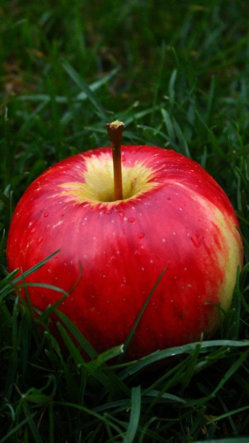 Image apples, watermelon, fruit, spoon sweets, food