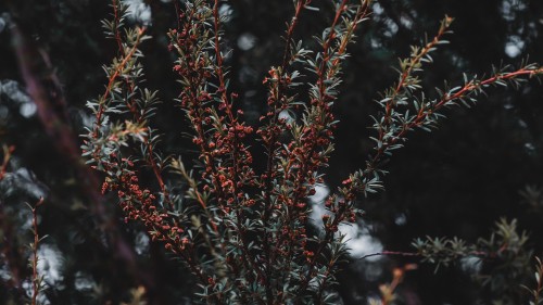 Image red and green plant during daytime