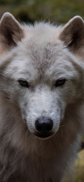 Fauna, Perro, Raza de Perro, Carnívoro, Lobo. Wallpaper in 1080x2340 Resolution