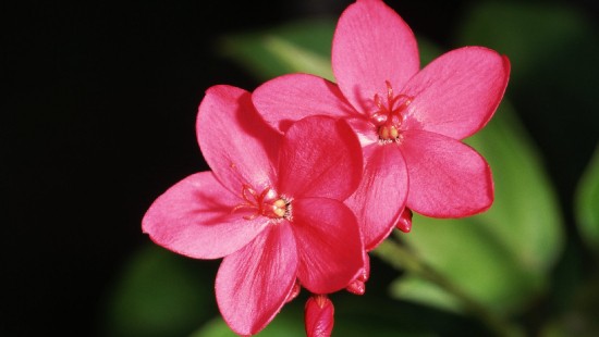 Image pink 5 petaled flower in close up photography