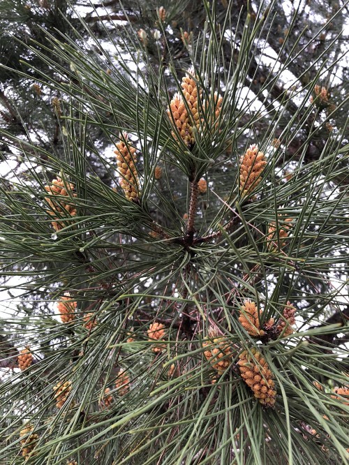 Image pine, conifer cone, ecology, science, biology