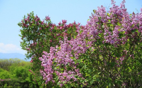 Image purple flowers with green leaves