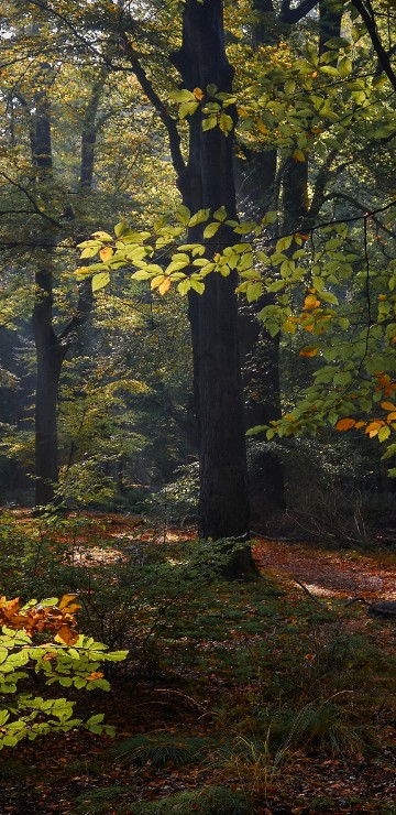 Image netherlands, autumn, table, tree, plant