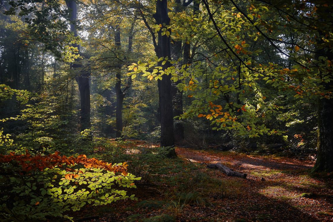 Niederlande, Herbst, Tabelle, Baum, Pflanzen-Gemeinschaft. Wallpaper in 6000x4000 Resolution