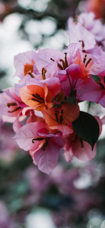 Image flower, petal, flowering plant, pink, plant