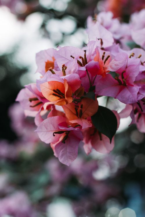 Blütenblatt, Blühende Pflanze, Pink, Frühjahr, Botanik. Wallpaper in 3456x5184 Resolution