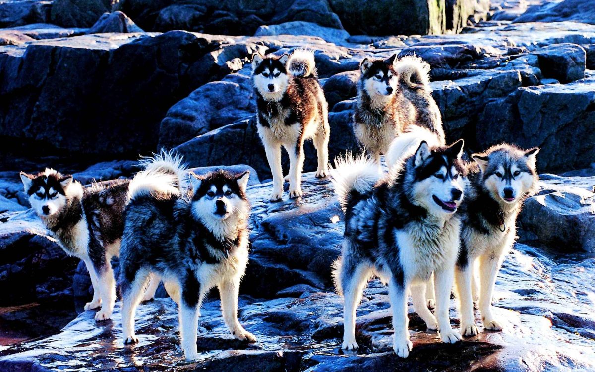 加拿大的爱斯基摩狗, 美国的爱斯基摩人的狗, 小狗, 品种的狗, 赫斯基 壁纸 2560x1600 允许