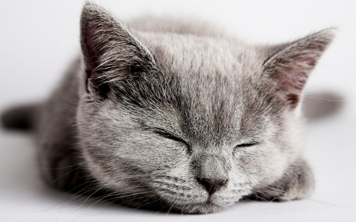 brown and gray cat lying on white textile