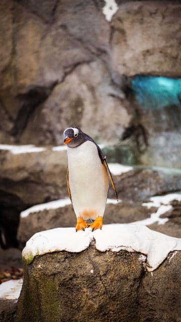 Image penguin standing on white rock