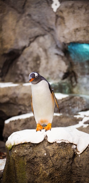 Image penguin standing on white rock