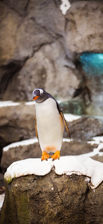Image penguin standing on white rock