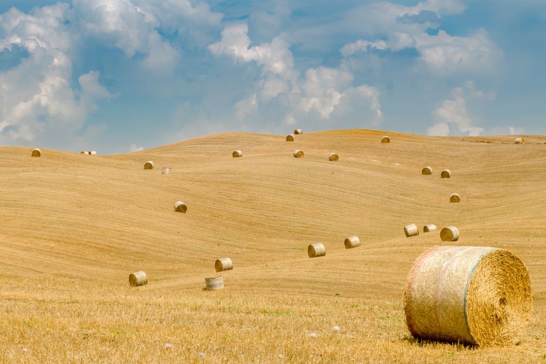 hay, grassland, field, straw, plain