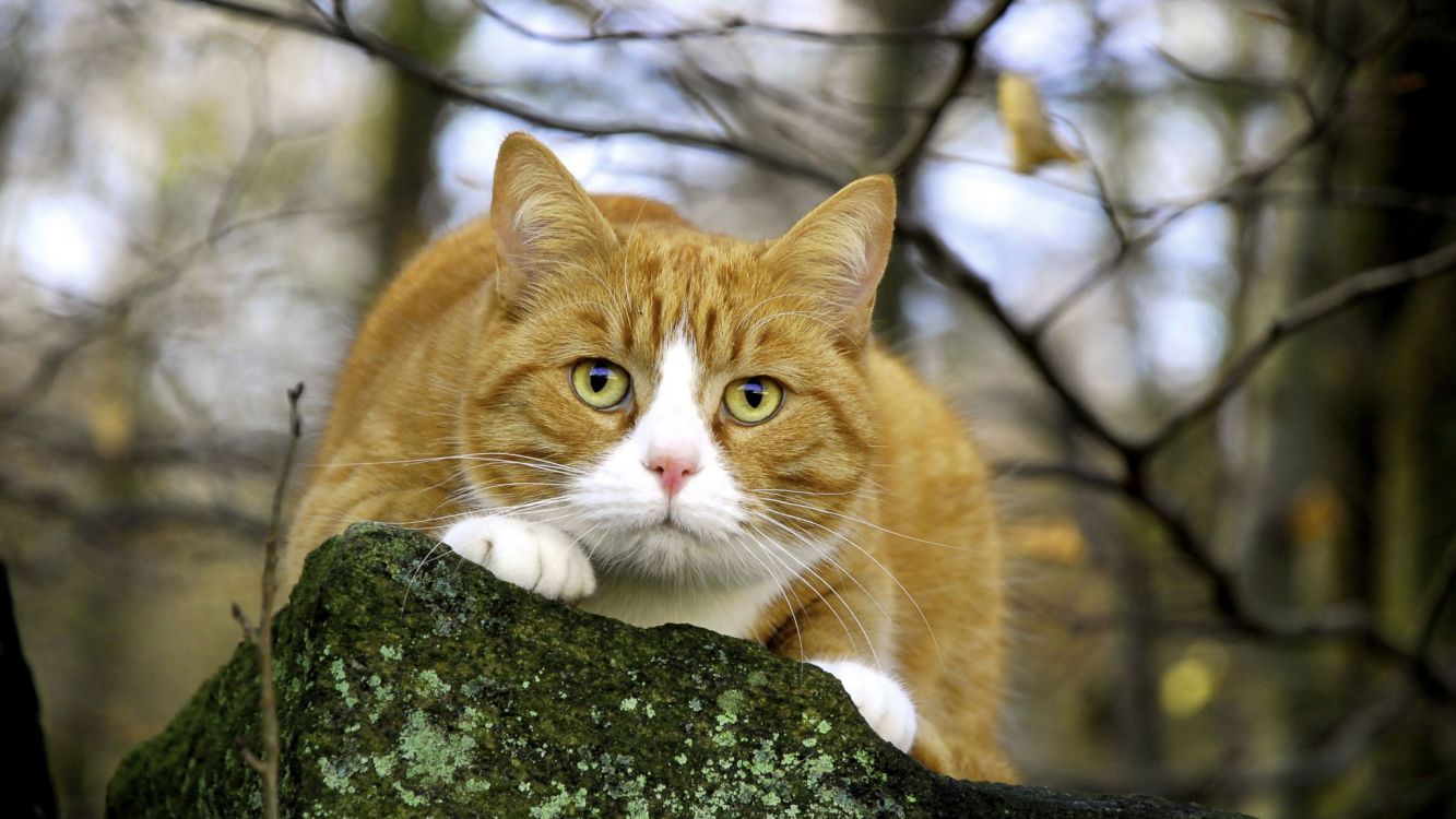 Orange Getigerte Katze Auf Ast. Wallpaper in 2048x1152 Resolution