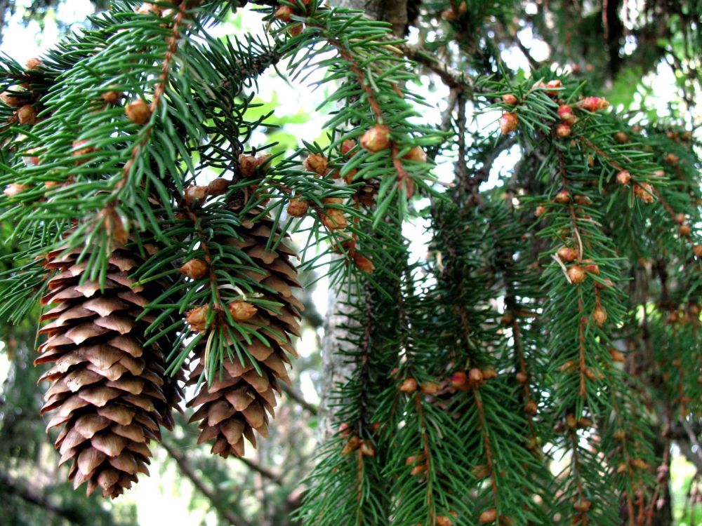 green pine cone on green tree during daytime