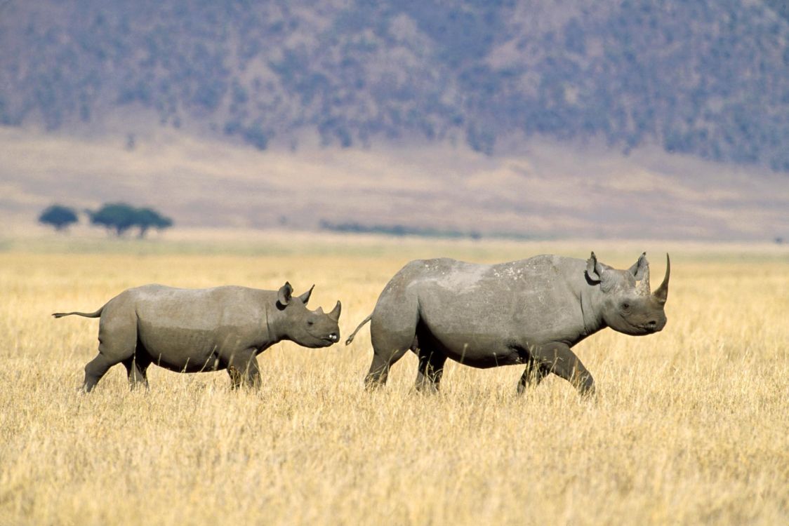 Gray Rhinoceros on Brown Grass Field During Daytime. Wallpaper in 1999x1333 Resolution