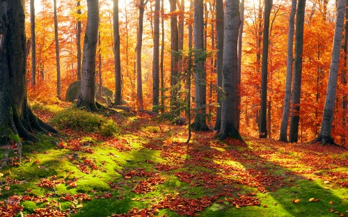 Image brown trees on green grass field during daytime