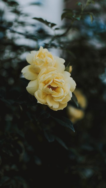 Image yellow flower in tilt shift lens