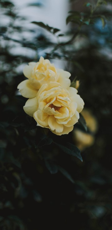 Image yellow flower in tilt shift lens
