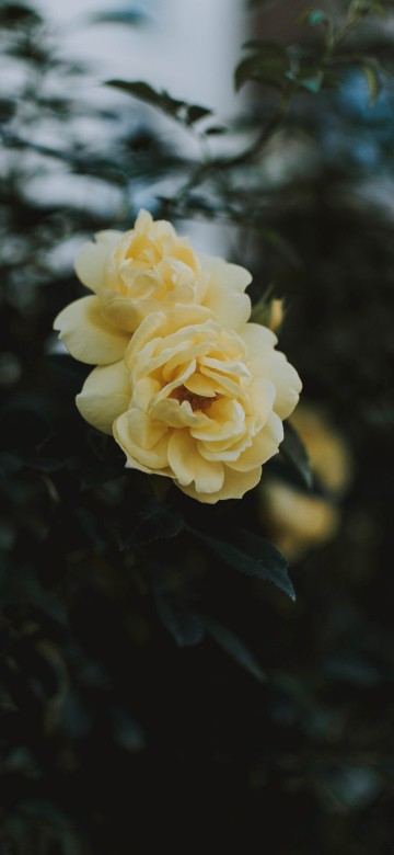 Image yellow flower in tilt shift lens