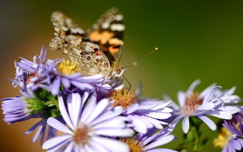 Image brown and black butterfly on white and purple flower