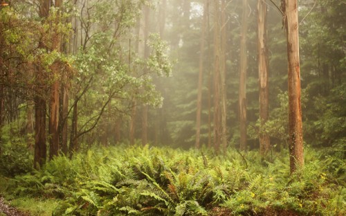 Image green plants and trees during daytime