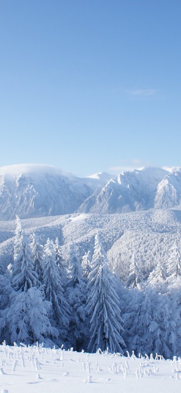 Image snow covered pine trees and mountains during daytime