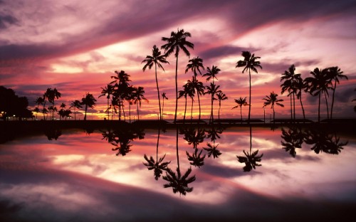 Image palm trees on body of water during sunset