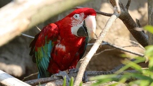 Image red and blue macaw perched on brown tree branch