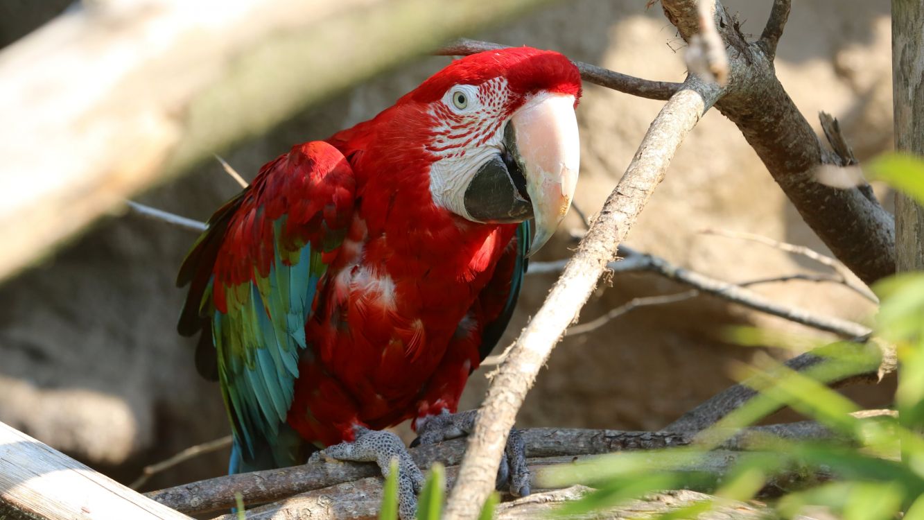 red and blue macaw perched on brown tree branch